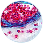 chicken-cartilage